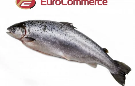 Лосось оптом. Власний імпорт