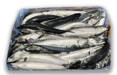 Морожена риба оптом. Власний імпорт: скумбрія, хек, аргентина, оселедець, лосось, мойва