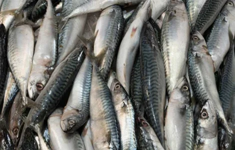 Скумбрія Атлантична оптом. Власний імпорт