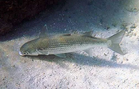 Куплю пеленгас