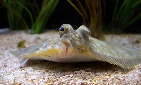 Куплю камбалу