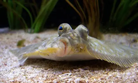 Куплю камбалу