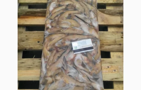 Азовский бычок, хамса, тюлька оптом