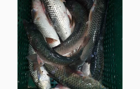 Пеленгас азовський оптом від рибодобувної компанії