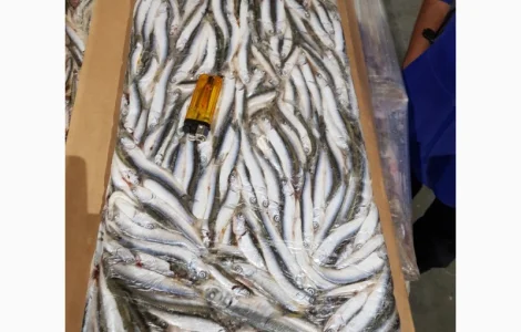 Хамса, тюлька азовская оптом