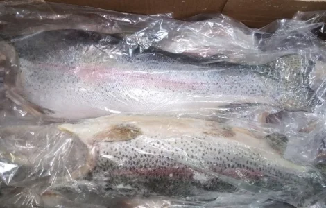 Форель морская 0.9-1, 8 кг. потрошеная