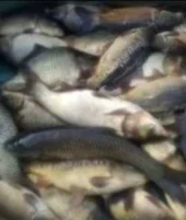 Продаж риби :Судак, форель, короп, линь