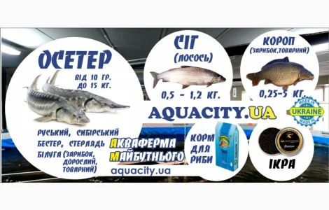 Осетер, форель, короп, чорна ікра, ікра форлі