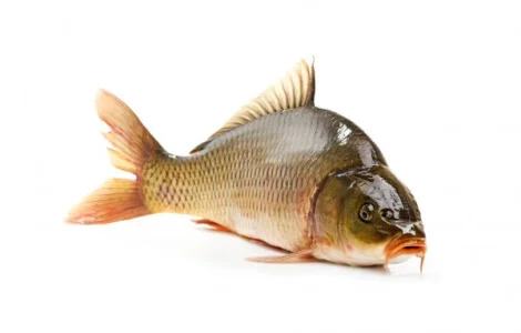 Личинка Невчанского Коропа