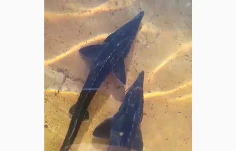 В продаже Осетр:Золотая Стерлядь