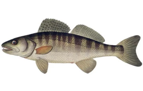 Судак в продаже, малёк