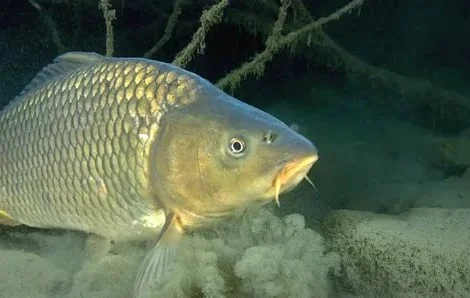 Крупный зарыбок Карпа