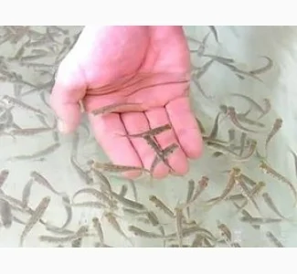 Личинка Судака