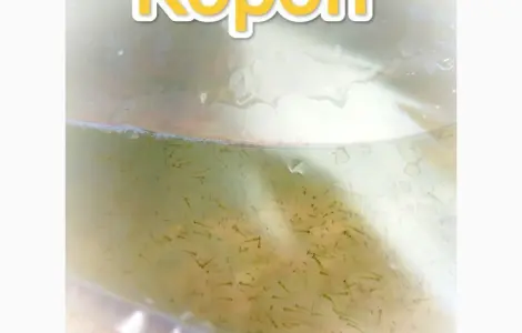 Личинка Карпа.Киев
