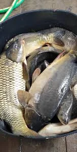 Продам живу рибу:Судак, форель, короп