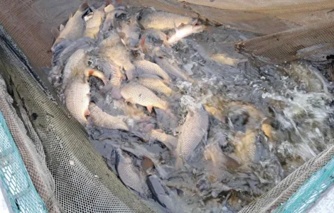 Жива риба ОПТ Карась, Короп, Амур, Товстолоб, Сом