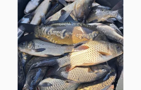 Жива риба ОПТ Зарибок Карась