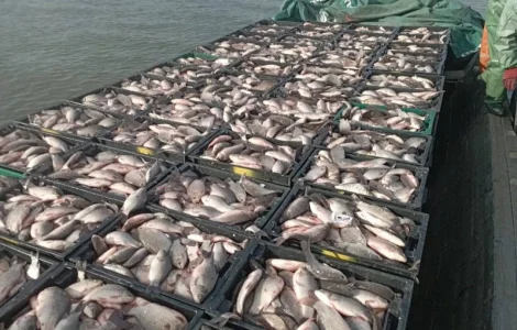 Продам КАРАСЬ живой(невод)