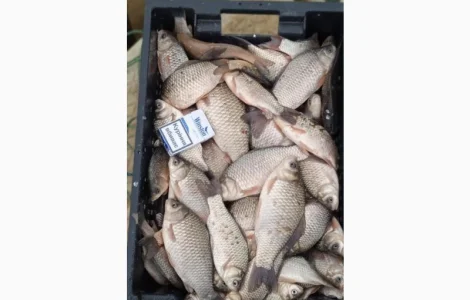 Продам КАРАСЬ!!!толстолоб