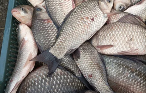 Продам живий карась