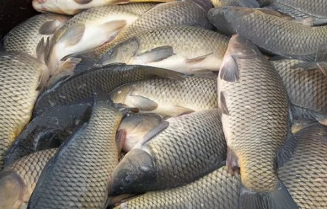 Продаж риби