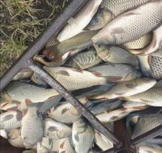 Продам рыбу живую