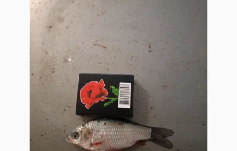 Живець Карася