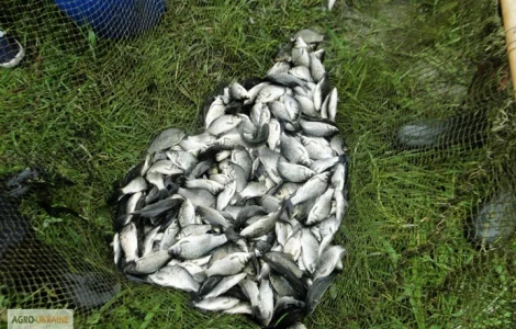 Куплю мелкого карася( кошачка)