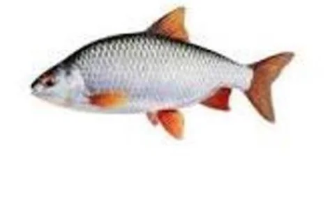 Продам оптом плотву с/м