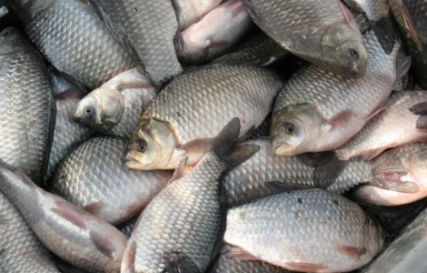 Продам річкову охолоджену та с/м рибу: тарань