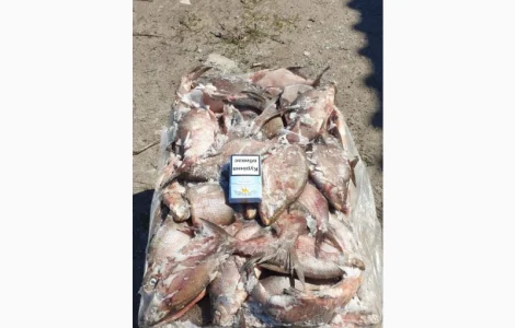 Продам свіжоморожену рибу - густера