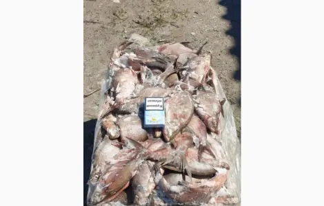Продам свіжоморожену рибу - густера