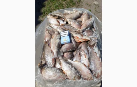 Продам свежемороженую рыбу - тарань