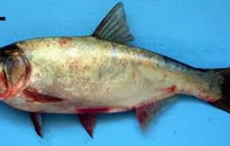 Продам товстолобик оптом. Свіжоморожений