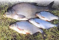 Продам ставкову рибу оптом. Свіжоморожена