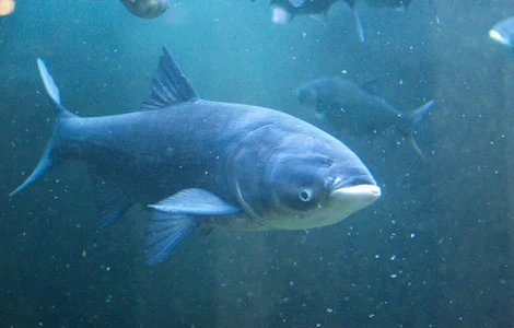 Куплю товстолобик 1-2 кг оптом від 2тн