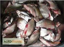 Куплю без посредников речную рыбу свежую