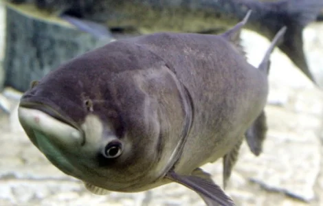 Куплю товстолоб 10+