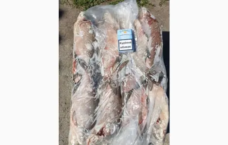 Куплю толстолоб 1+ 5+ 10+ щуку