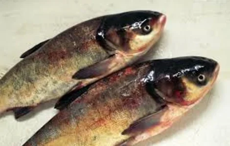 Куплю толстолоб 1+