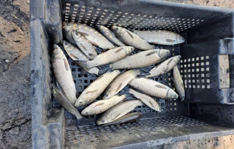 Продам зарибок амура