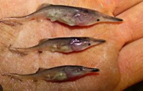 Продам личинку та малька веслоноса