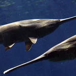 Продам веслонос от 3 до 5 кг