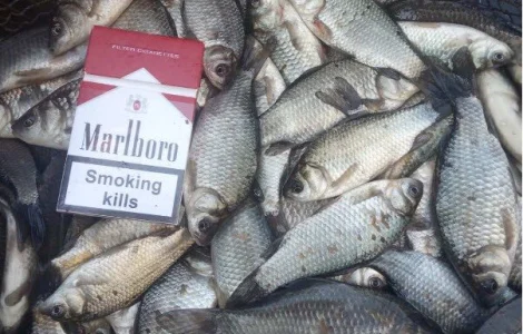 Продам карась товарний для зариблення від виробника