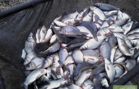 Малек от 35 грн