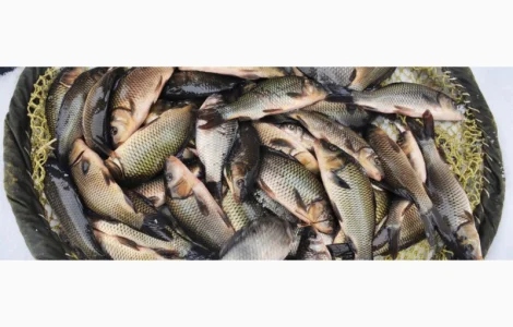 На постоянной основе купим товарную рыбу