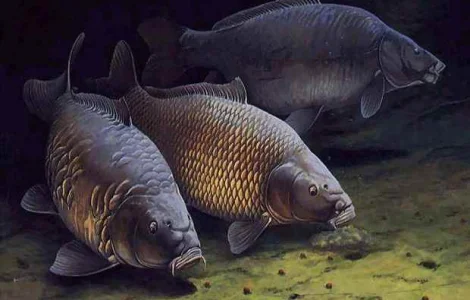 Куплю речную рыбу в обширном ассортименте