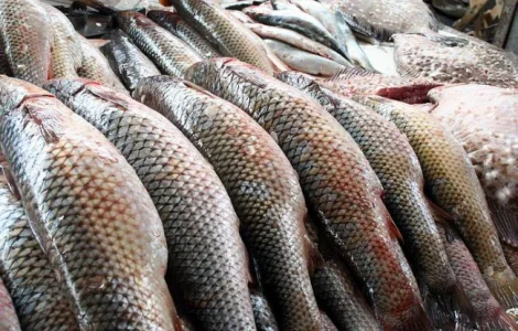 Купим товарную рыбу