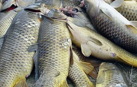 Покупаем речную рыбу