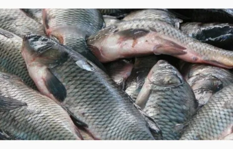 Купуємо рибу без посередників